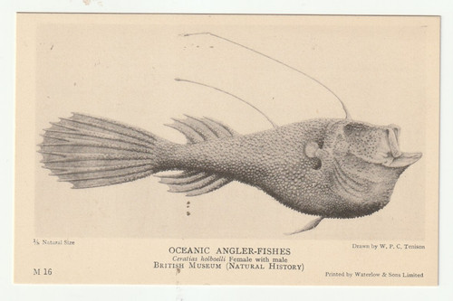 Oceanic angler fish m16 - oceanic,