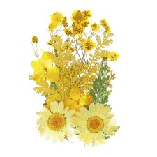 Dried Pressed Flowers Real
