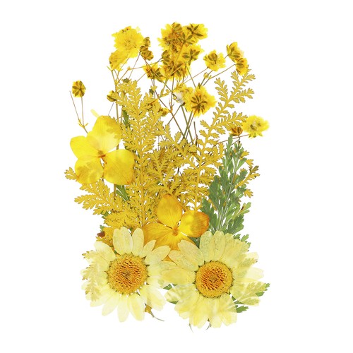 Dried pressed flowers - flowers, real
