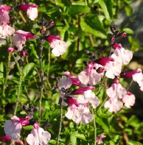 Perennial salvia plug plants - perennial,