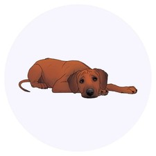 24 x 'Sleepy Rhodesian