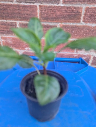 Parrot plant congo cockatoo - parrot,