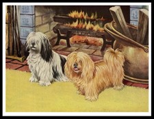 LHASA APSO DOGS LOVELY DOG ART