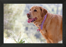 Labrador sweet portrait Framed