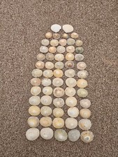 Sea Shells Bundle 61 Pieces