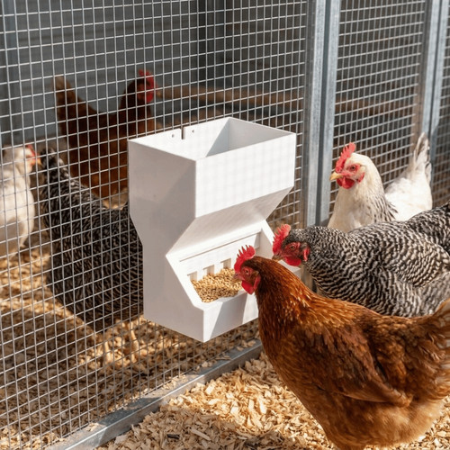 Chicken poultry feeder drinker - chicken,