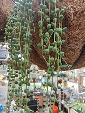 String of Pearl Succulent Plant 3x 5cmUnrooted Stem Cuttings