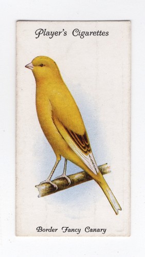 Aviary cage bird cigarette - &,