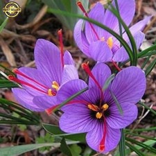 20 PCS Saffron Crocus Bulbs