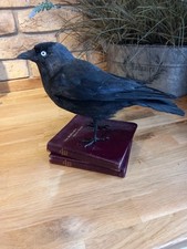 Taxidermy mounted On Leather Books  Corvid - Corvus