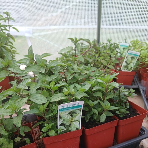 Chocolate mint herb - herb, 9cm