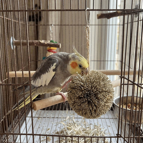 Natural grass bird chewing toy - chewing,