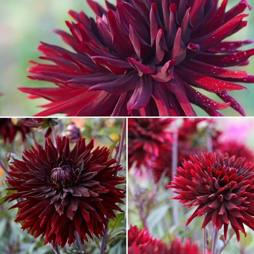Cactus dahlia black jack - cactus,