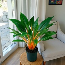 Spider Plant Fire Flash in