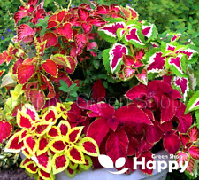 COLEUS BLUMEI - EVEREST