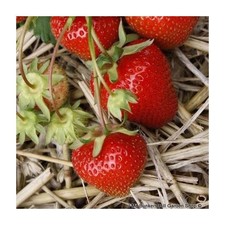 Strawberry 'Marshmello' - 10