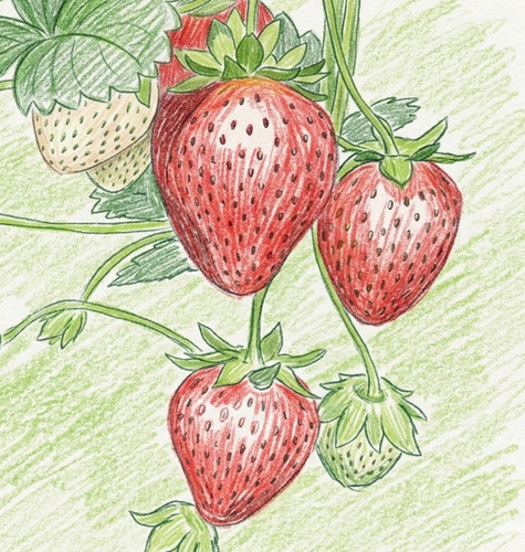 Everbearing strawberry - 3x,