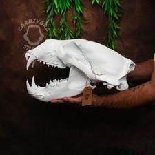 XL Polar Bear Skull – 46cm