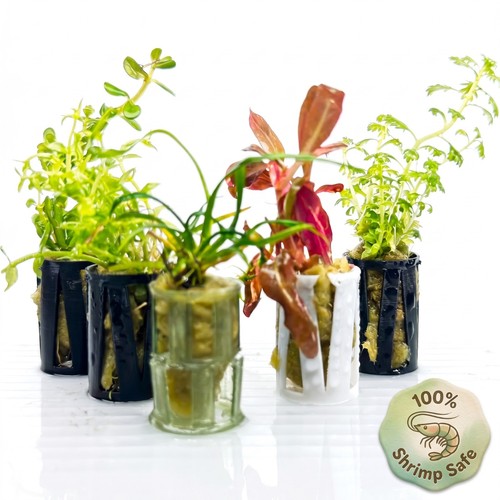 Tropical live aquarium plants - tropical,