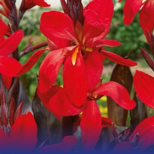 Canna red futurity - futurity, pot