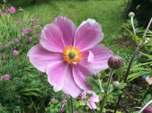 Anemone japonica queen - anemone,