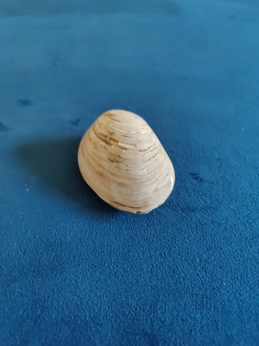 Large thick common marine - large,