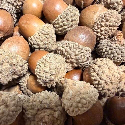 Dried natural whole acorns - &,