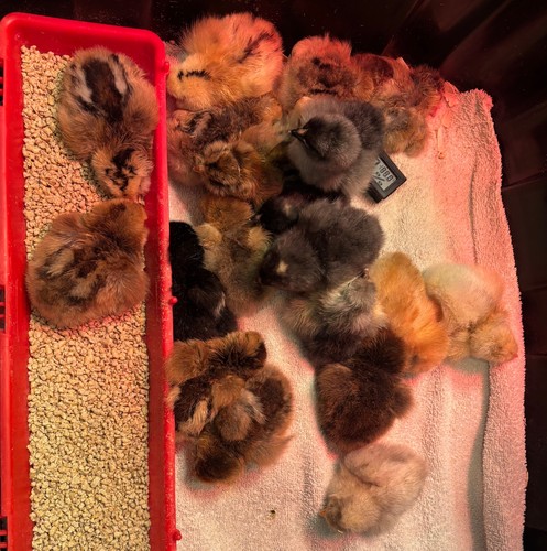 Chicken hatching eggs - chicken, (12)