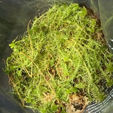 Fresh irish sphagnum moss - irish,