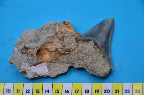 Stunning megalodon shark - 3.4",