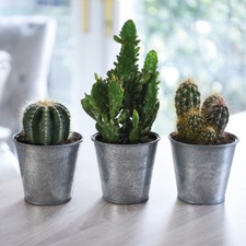 Cactus house plants indoor - t&m,