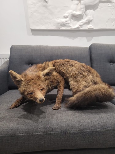Taxidermy full size - , fox