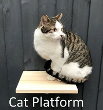 Fence Or Wall Mounted Cat
