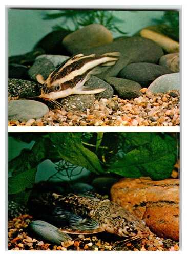 Striped raphael catfish - striped,