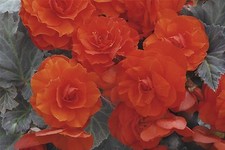Flower - Begonia - Nonstop