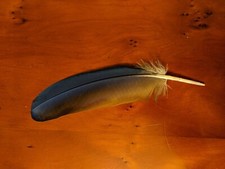 Parrot feather blue and - blue, gold
