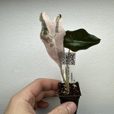 Alocasia Nobilis Pink