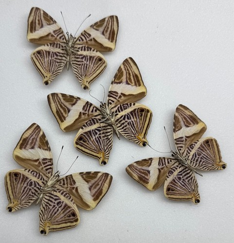 Real butterfly zebra - butterfly,