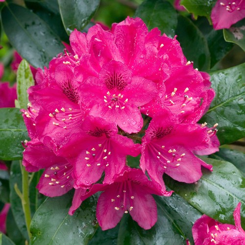 Rhododendron nova zembla - rhododendron,