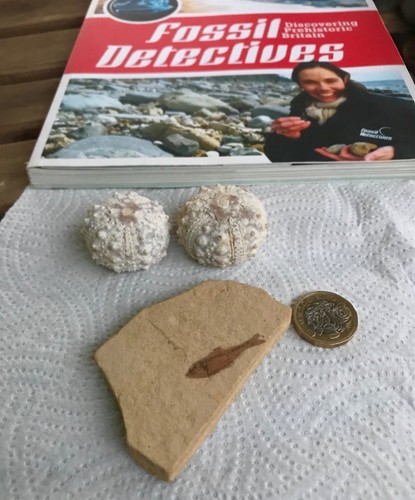 Echinoid sea urchin s - sea, urchin’s