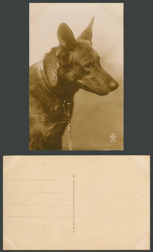 Belgian shepherd dog france - shepherd,