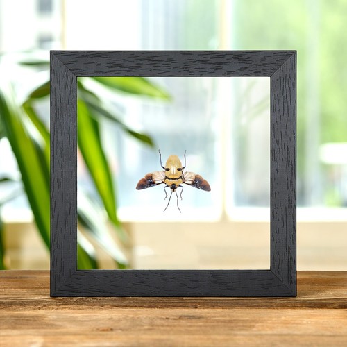 Taxidermy death head bug - head, with