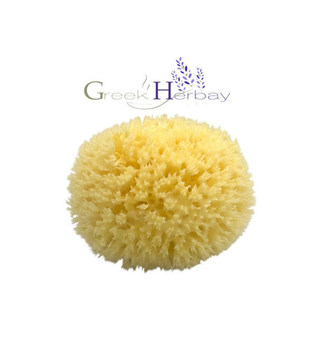Natural dried greek - sea, sponge