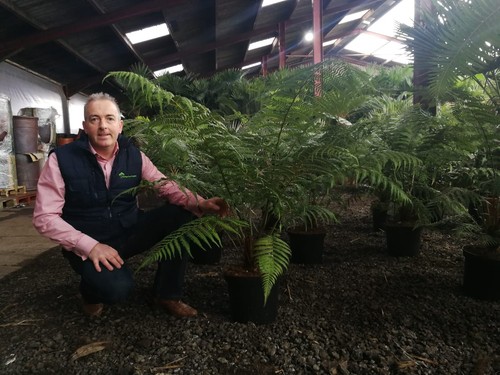 Pot grown dicksonia - dicksonia, antarctica