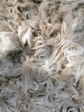 Alpaca Fleece Suri Raw - Beautifully Soft White First's 500g 