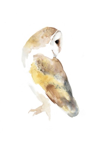 Barn owl original - barn,