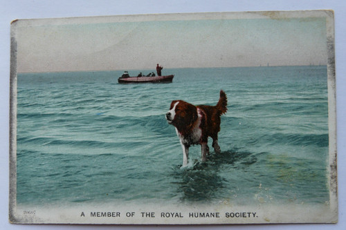 Dog member of the - dog:,