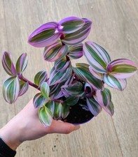 Tradescantia Nanouk | Silver