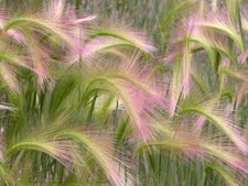 25 HORDEUM JUBATUM SEEDS -