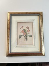 Framed Botanical Art